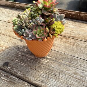 Medium Orange Succulent Dish Garden