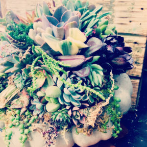 Succulent Pumpkin
