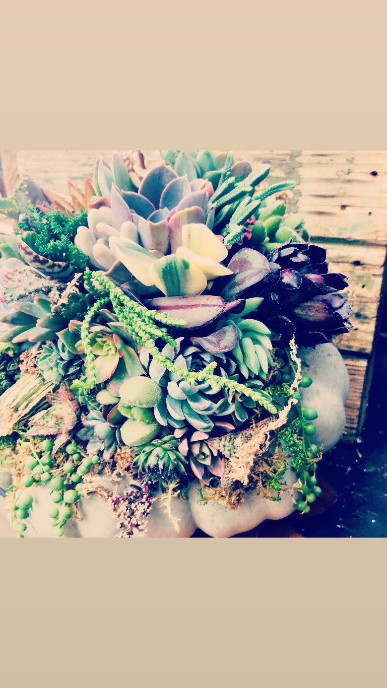 Succulent Pumpkin