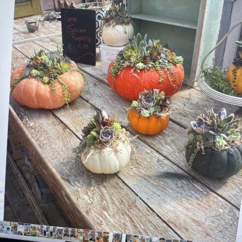 Succulent pumpkins handmade at Kelly's Cottage Garden in Park Rapids, Minnesota