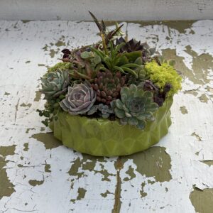 Fresh Lime Succulent Bowl