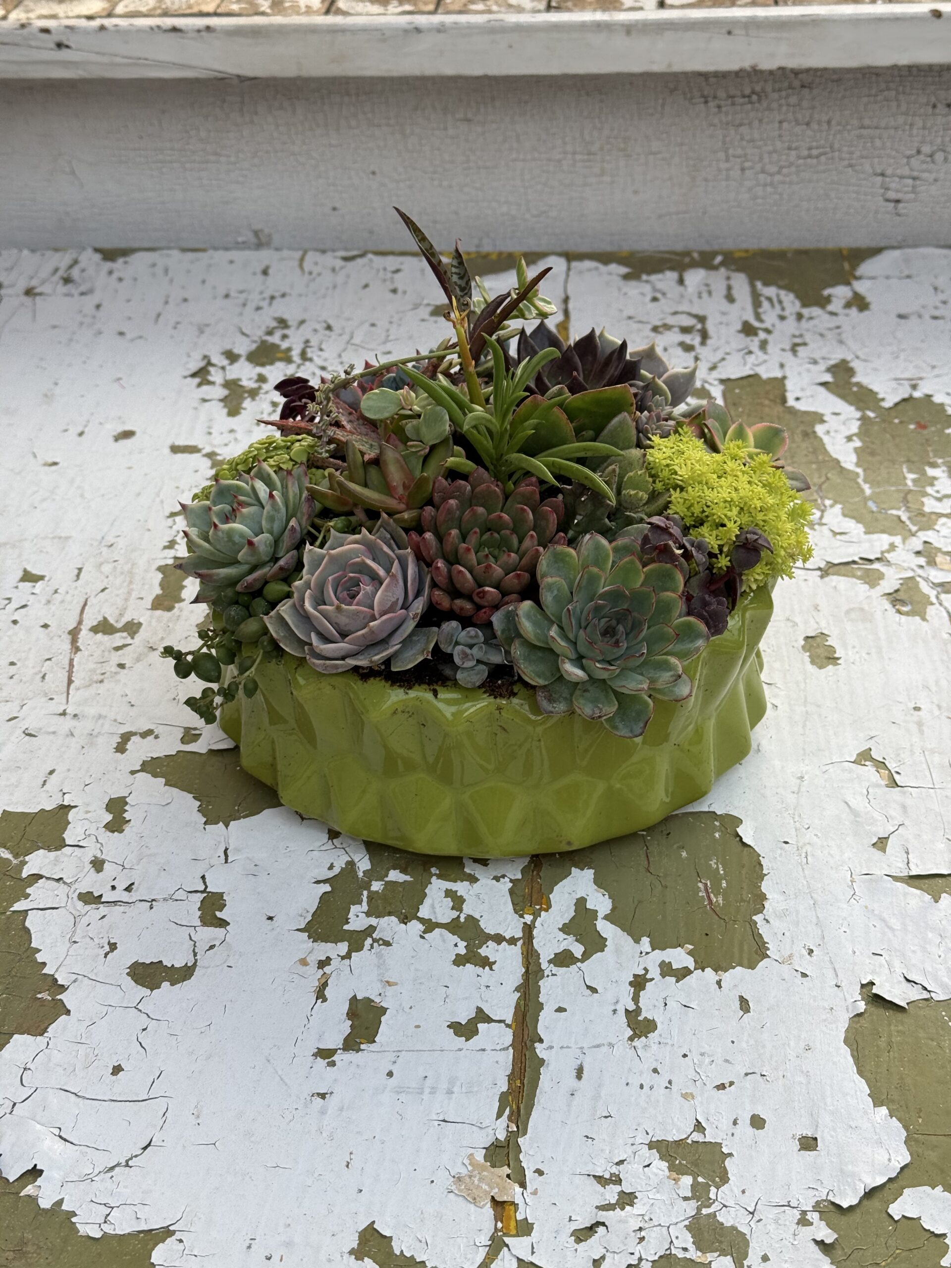 Fresh Lime Succulent Bowl