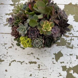 English Garden Succulent Bowl