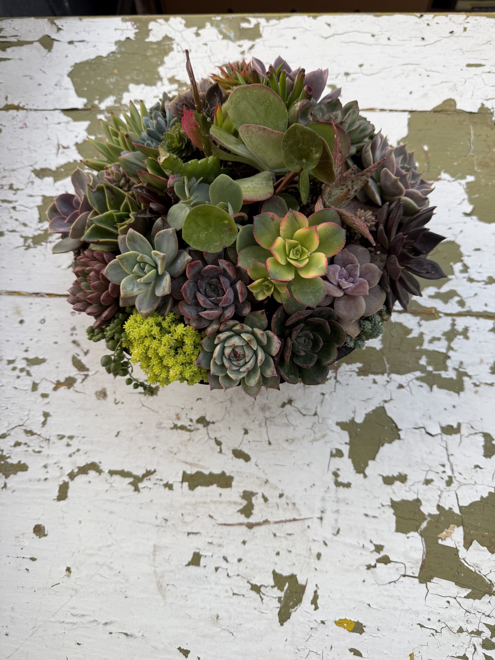 English Garden Succulent Bowl