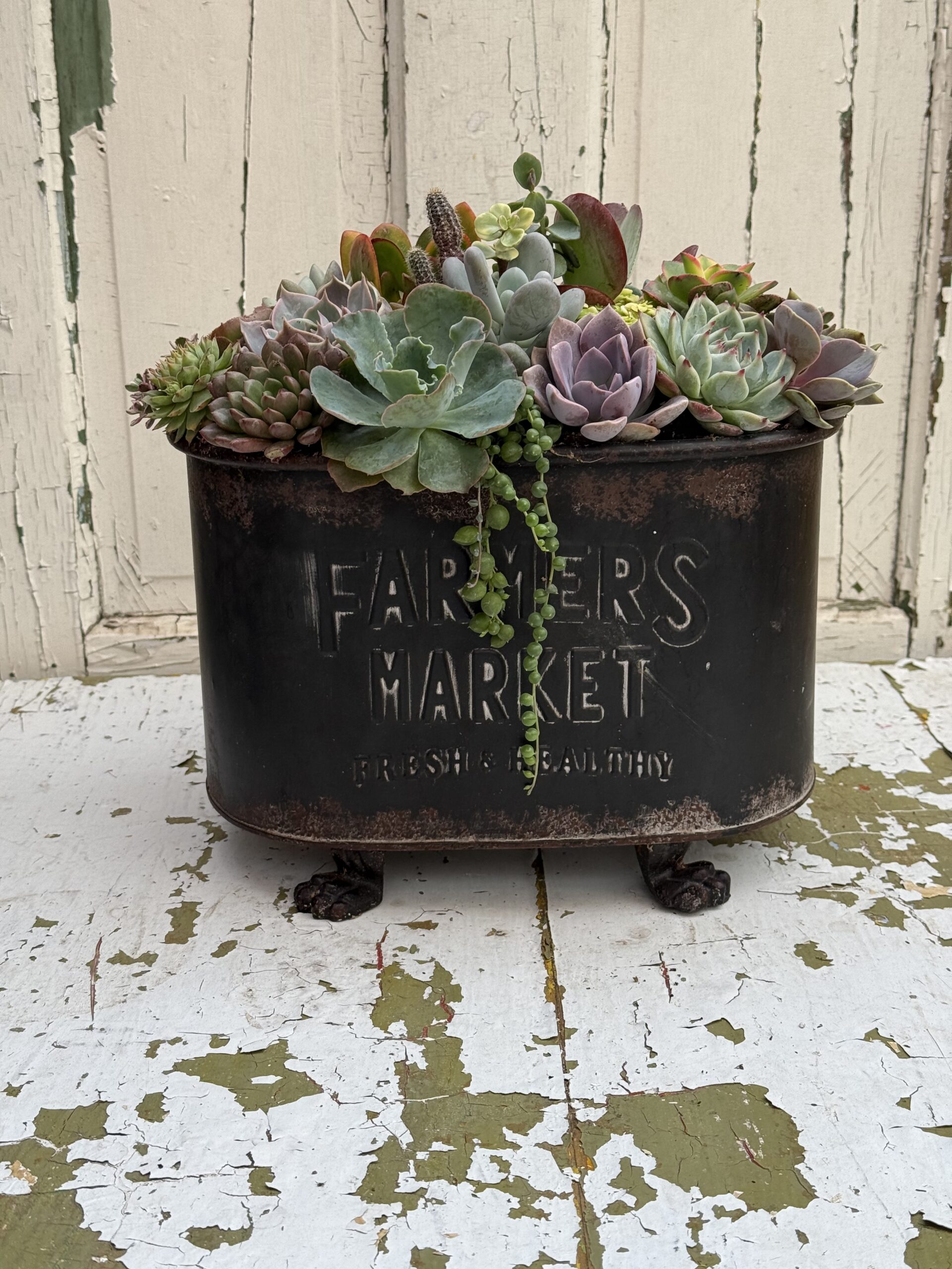 Farmer's Market Succulent Garden