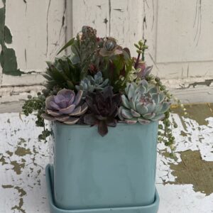 Powder Blue Succulent Garden