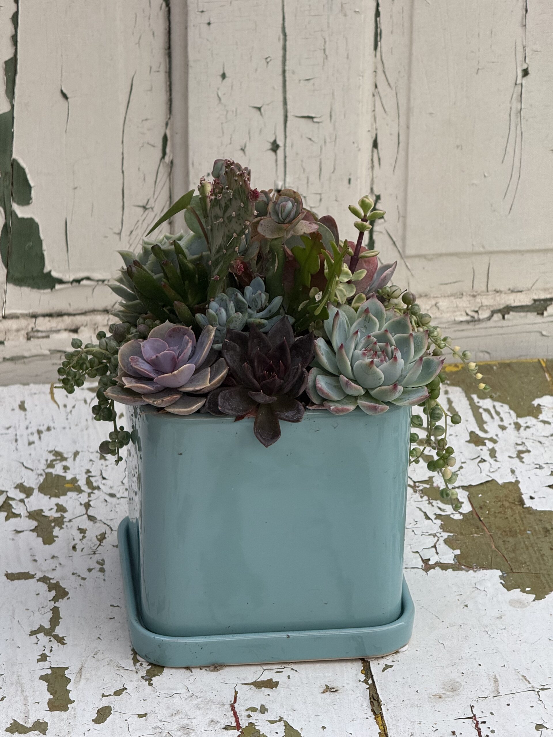 Powder Blue Succulent Garden