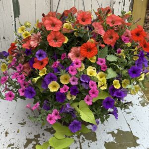 16-Inch Hanging Basket