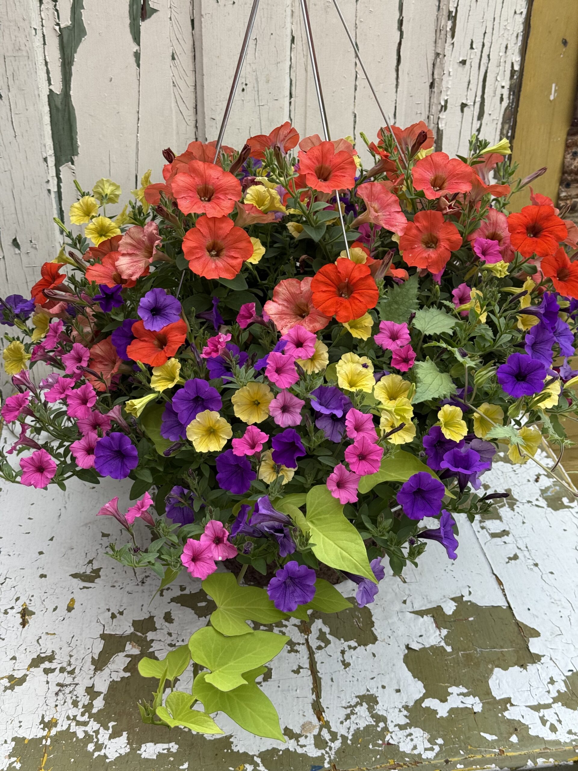 16-Inch Hanging Basket