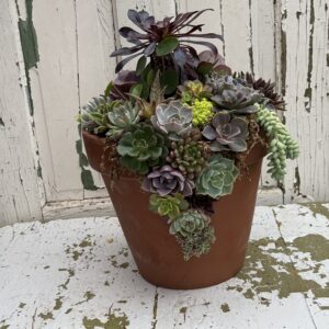 Succulent Terracotta Planter with Personality