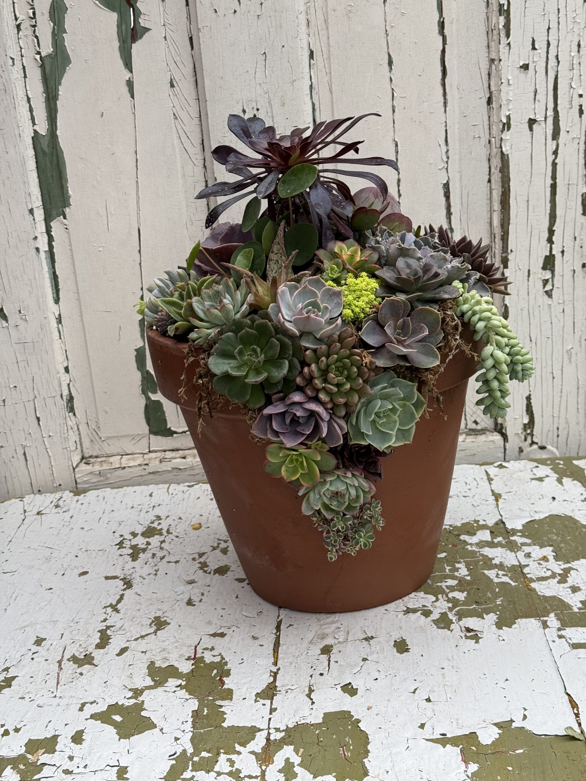 Succulent Terracotta Planter with Personality